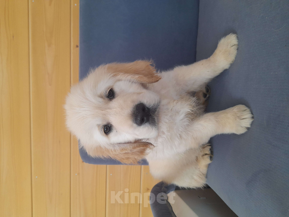 Собаки в других городах Московской области: Супер щенки от международных чемпионов Мальчик, 100 000 руб. - фото 1