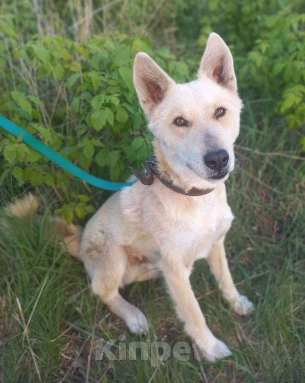 Собаки в Мензелинске: Отдам в добрые руки Мальчик, Бесплатно - фото 4