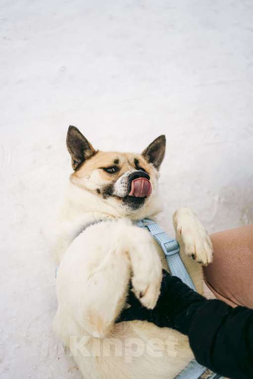 Собаки в Москве: Солнечный Санни ищет дом Мальчик, Бесплатно - фото 10