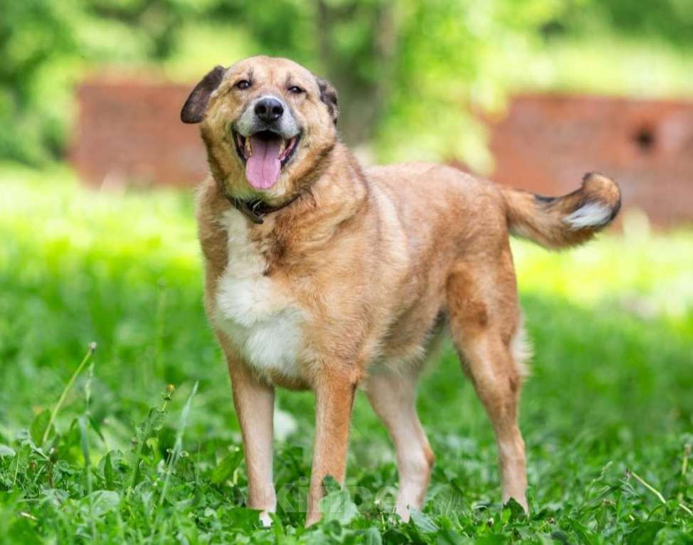 Собаки в других городах Московской области: Буся - путешественница Девочка, 1 руб. - фото 8
