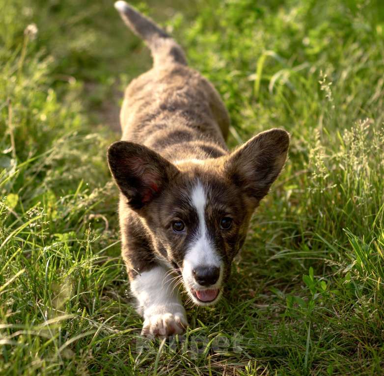 Собаки в Кемерово: Девочка вельш корги кардиган Девочка, 60 000 руб. - фото 7