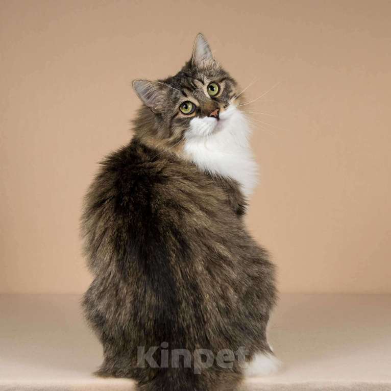 Кошки в Москве: Добрый ласковый богатырь кот Фунтик Мальчик, Бесплатно - фото 2