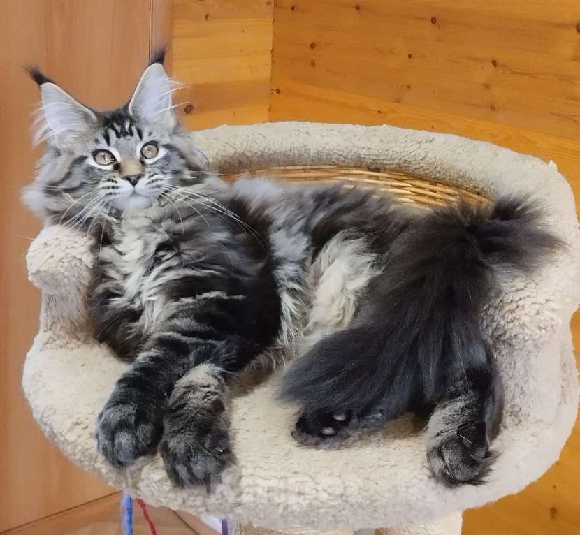 Кошки в Екатеринбурге: Кошечка мейн-кун Девочка, 40 000 руб. - фото 5