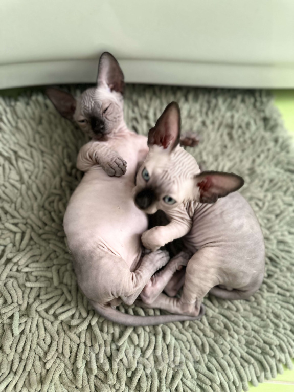 Кошки в Рязани: Канадский сфинкс бамбино Мальчик, 35 000 руб. - фото 4
