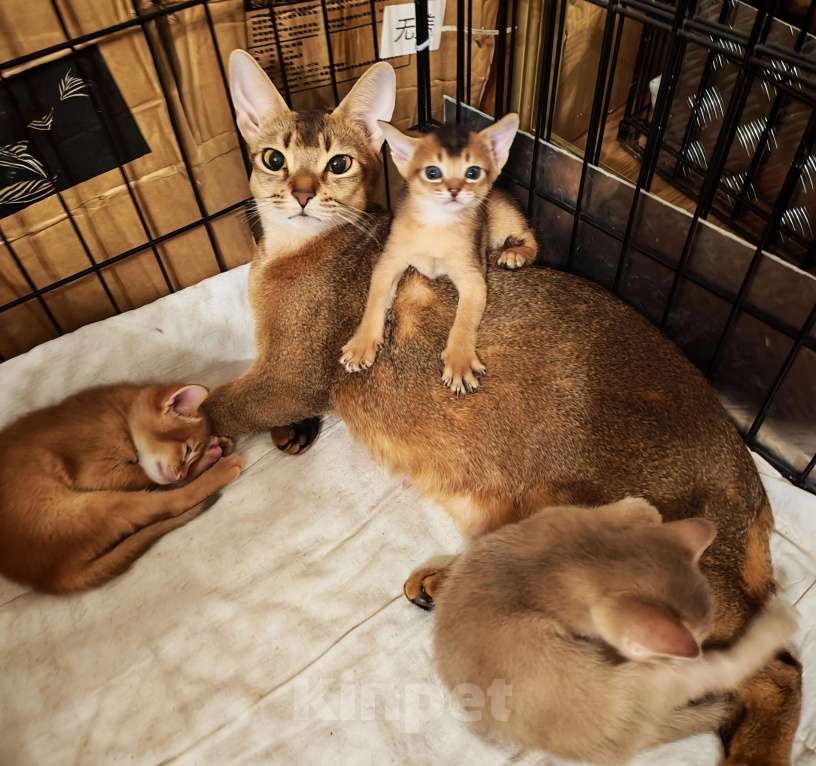 Кошки в Москве: Абиссинские котята  Девочка, 45 000 руб. - фото 6