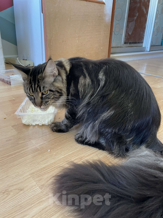 Кошки в Москве: Хичкок Мальчик, 80 000 руб. - фото 1