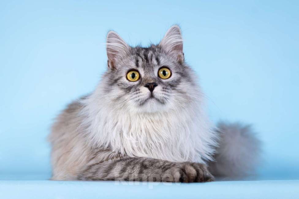 Кошки в Москве: Котенок Барабашка в добрые руки Мальчик, Бесплатно - фото 5