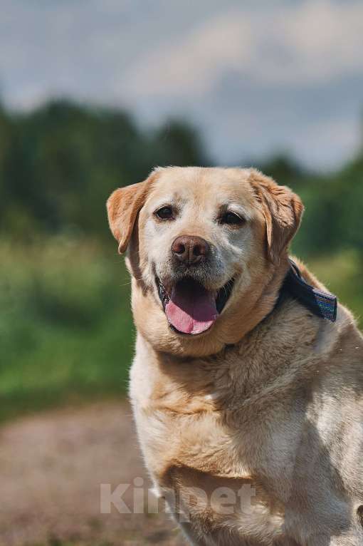 Собаки в Москве: Лабрадор Марио в добрые руки Мальчик, 1 руб. - фото 5