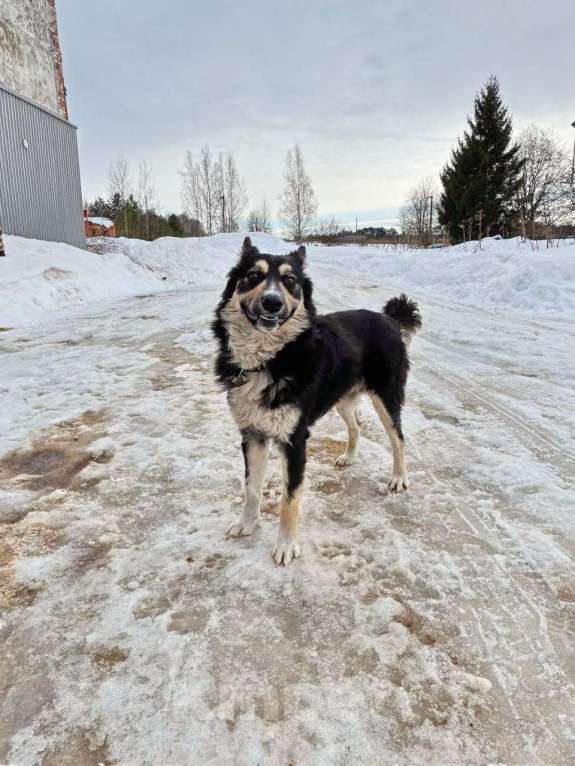 Собаки в других городах Московской области: Привет Мальчик, Бесплатно - фото 3