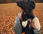 Собаки в Москве: Отдам щенка в добрые руки Девочка, Бесплатно - фото 2