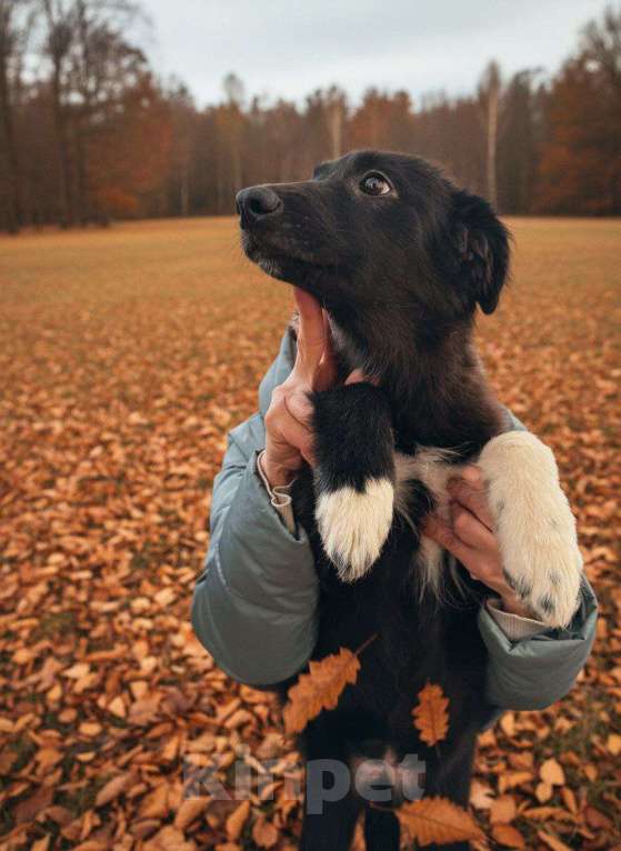 Собаки в Москве: Отдам щенка в добрые руки Девочка, Бесплатно - фото 2