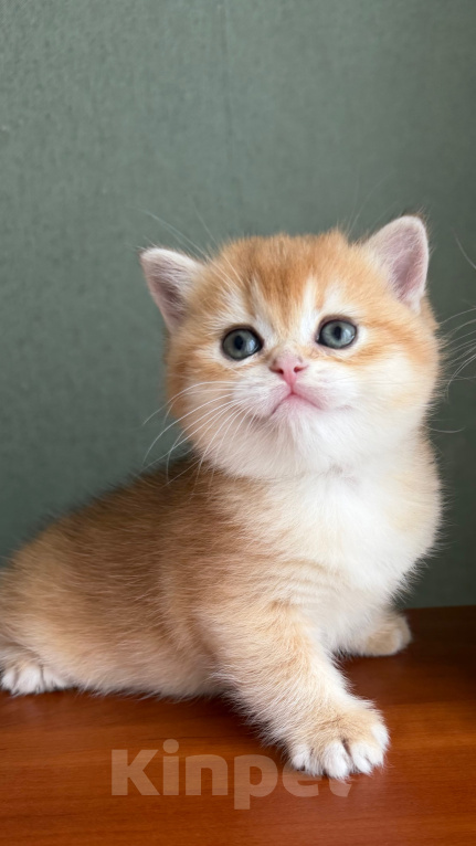 Кошки в Екатеринбурге: Шотландские котята Девочка, 35 000 руб. - фото 1