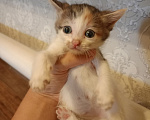 Кошки в Казани: отдам котенка в добрые руки Девочка, Бесплатно - фото 1
