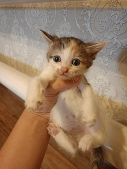 отдам котенка в добрые руки