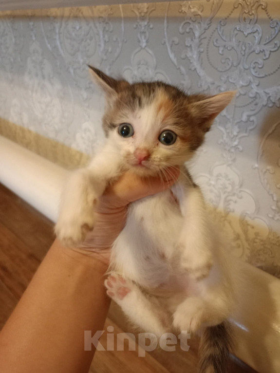 Кошки в Казани: отдам котенка в добрые руки Девочка, Бесплатно - фото 1