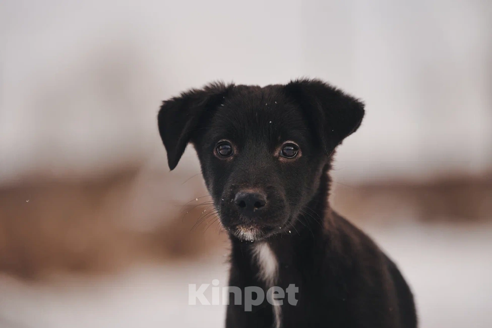 Собаки в Лосином-Петровском: Джемма малышка из Волгорада в мо Девочка, Бесплатно - фото 2