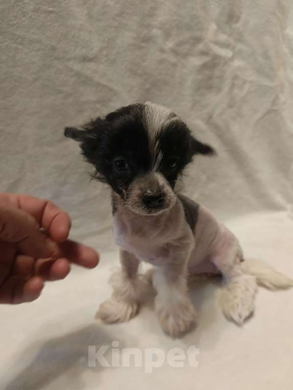 Собаки в Санкт-Петербурге: Китаечка мини Девочка, 50 000 руб. - фото 7