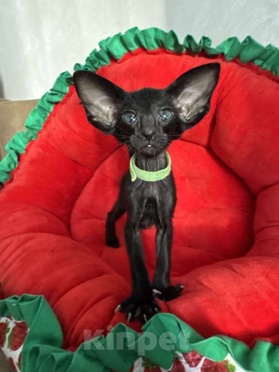 Кошки в Москве: Ориентальный котик Мальчик, 70 000 руб. - фото 1