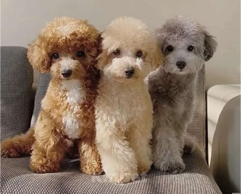Собаки в Москве: Милые пудели Мальчик, 100 руб. - фото 1