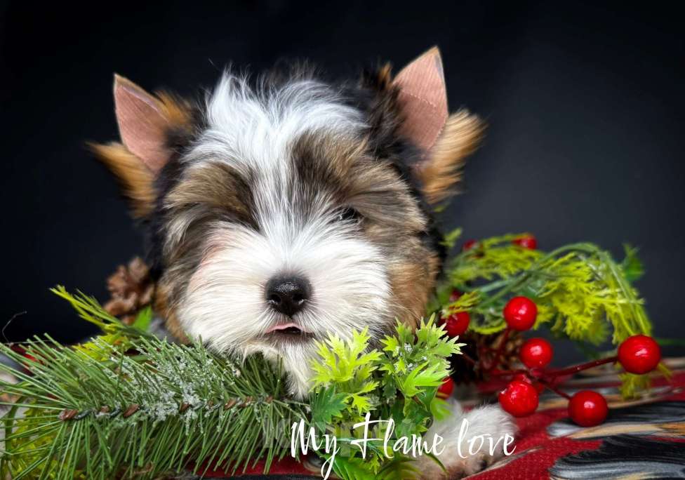 Собаки в Краснодаре: Мальчик Бивер, Документы РКФ Мальчик, 40 000 руб. - фото 3