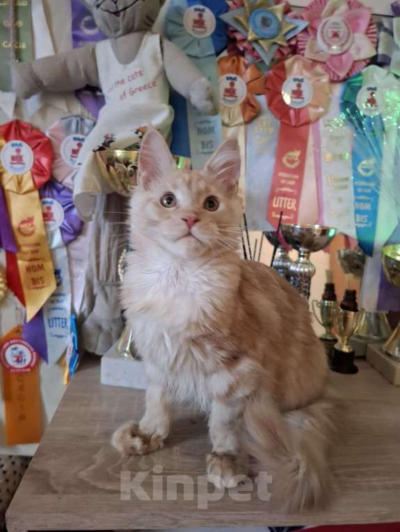 Кошки в Москве: Куненок невероятного окраса Мальчик, 30 000 руб. - фото 1