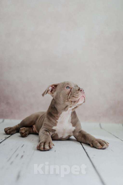 Собаки в Иркутске: Американский булли Мальчик, 120 000 руб. - фото 4