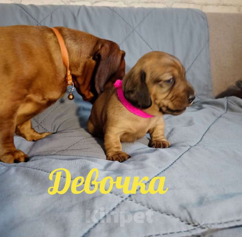 Собаки в Белгороде: Такса миниатюрная Девочка, 15 000 руб. - фото 5