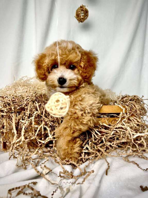 Собаки в Москве: Мальтипу щенки Мальчик, 100 000 руб. - фото 5