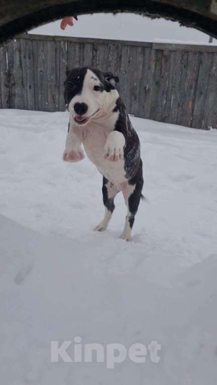 Собаки в других городах Свердловской области: Предлогаю щенка девочку, прошедшую актировку. Девочка, 20 000 руб. - фото 5