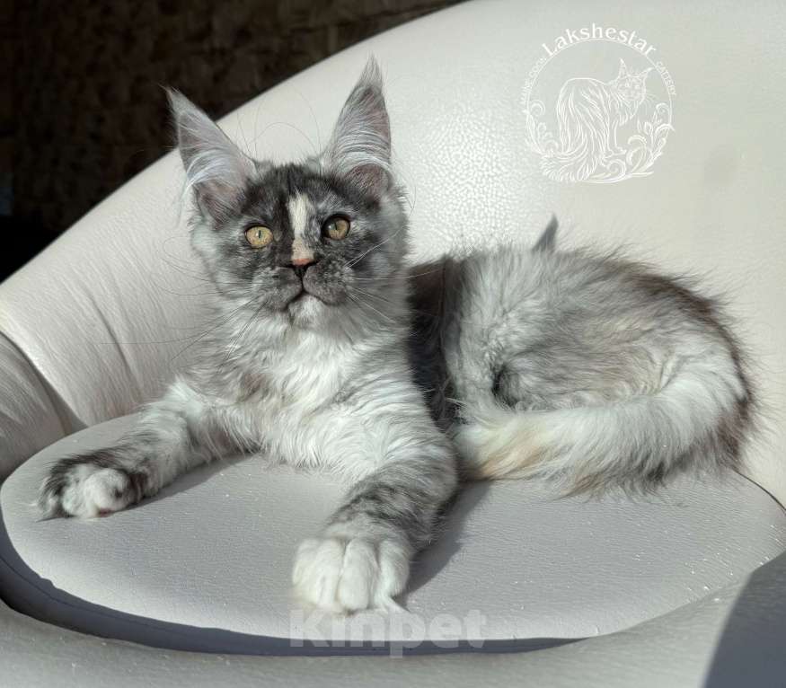 Кошки в Москве: Котенок мейн кун из питомника  Девочка, 50 000 руб. - фото 3