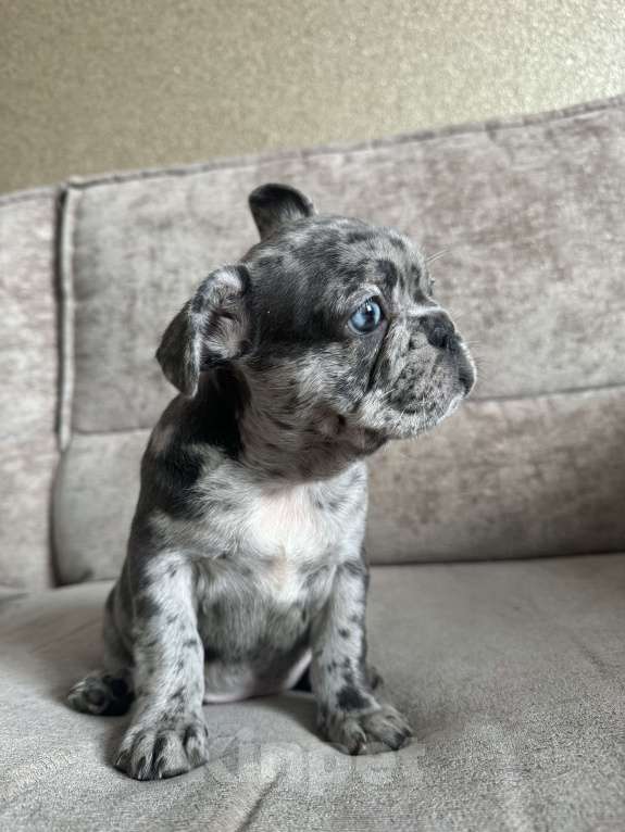 Собаки в Москве: Французский бульдог щенок  Девочка, 65 000 руб. - фото 2