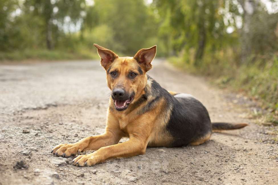 Собаки в Домодедово: Ищем дом чудесному малышу Гарику! Мальчик, 1 руб. - фото 3