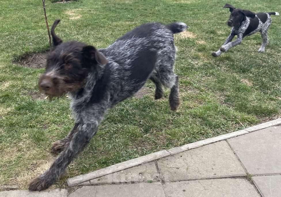 Собаки в Соли-Илецке: Продаётся последний щенок. Мальчик, 45 000 руб. - фото 5