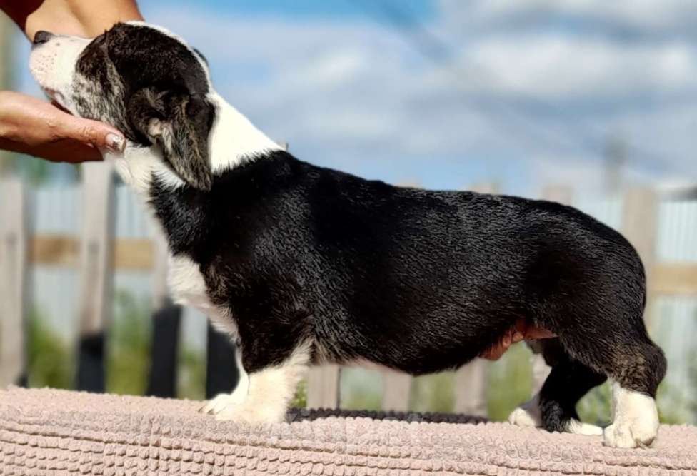 Собаки в Екатеринбурге: Корги кардиган триколор Мальчик, 50 000 руб. - фото 4