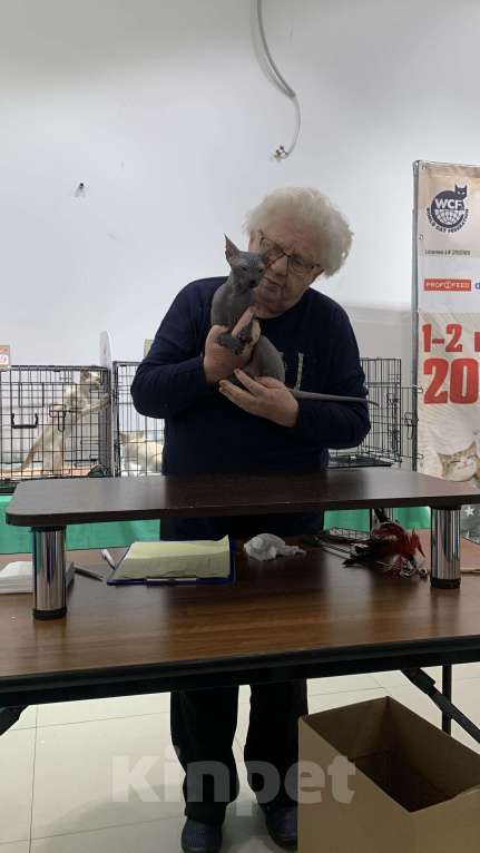 Кошки в Москве: Предлагаю котика Донского сфинкса  Мальчик, 45 000 руб. - фото 4