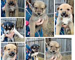Собаки в Иркутске: Срочно! Помогите пристроить щенят! Девочка, Бесплатно - фото 1