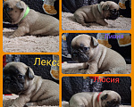 Собаки в Москве: Щенки французского бульдога РКФ Разнополые, 60 000 руб. - фото 1