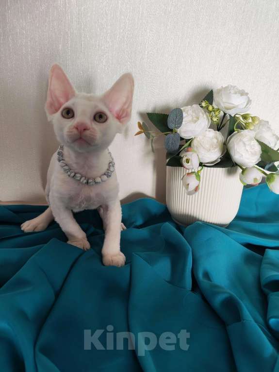 Кошки в Горячем Ключе: Девон Рекс котенок белый мальчик Мальчик, 50 000 руб. - фото 4