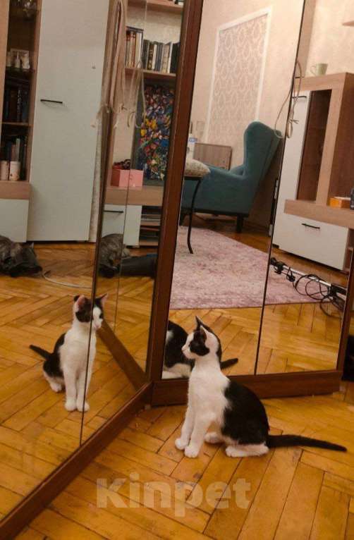 Кошки в Москве: Котенок девочка в добрые руки Девочка, Бесплатно - фото 4