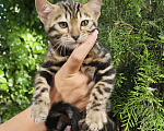 Кошки в Москве: Бенгальский котик  Мальчик, Бесплатно - фото 3