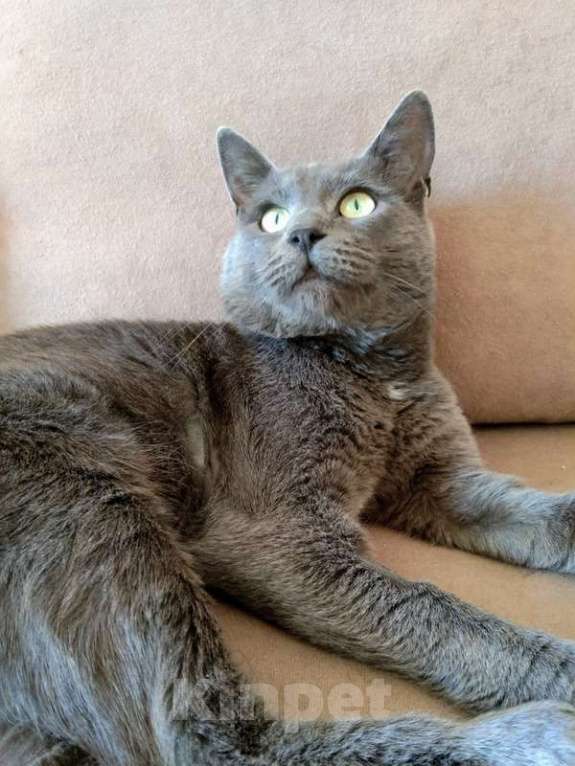 Кошки в Москве: Крупный русский голубой кот Тор в добрые руки Мальчик, Бесплатно - фото 2