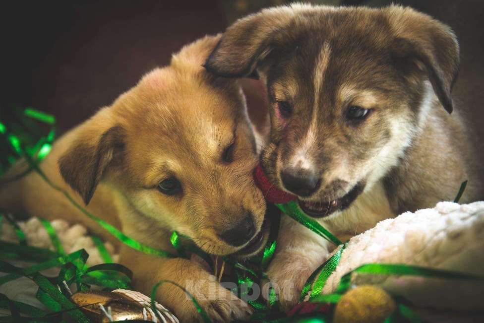 Собаки в Балашихе: Щенки в добрые руки Мальчик, 100 руб. - фото 1