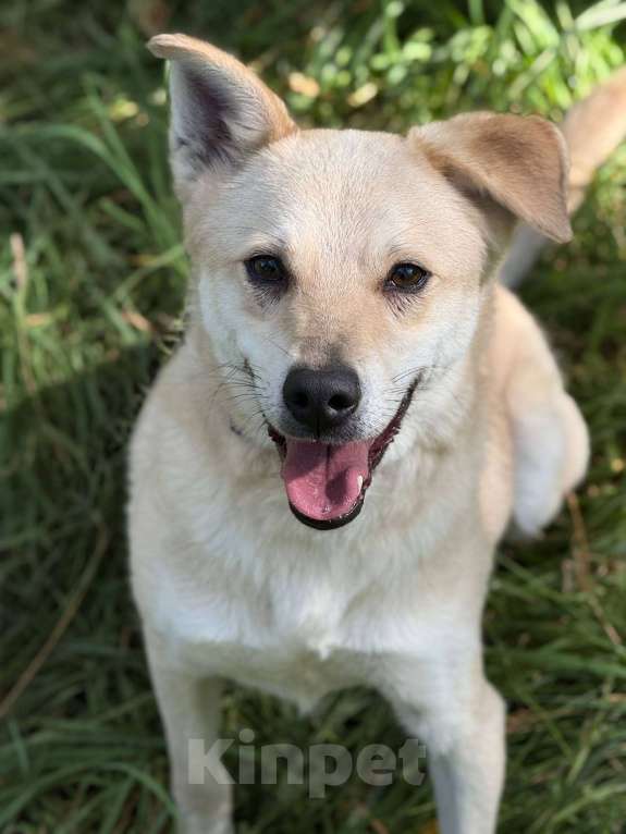 Собаки в Москве: Лунтик щенок с кривой лапкой Мальчик, Бесплатно - фото 4