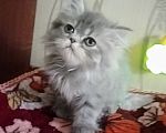 Кошки в Краснодаре: Персидские котята  Девочка, 3 000 руб. - фото 10