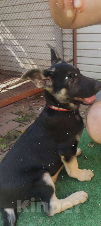 Собаки в Омске: Щенок ВЕО, девочки Девочка, Бесплатно - фото 2