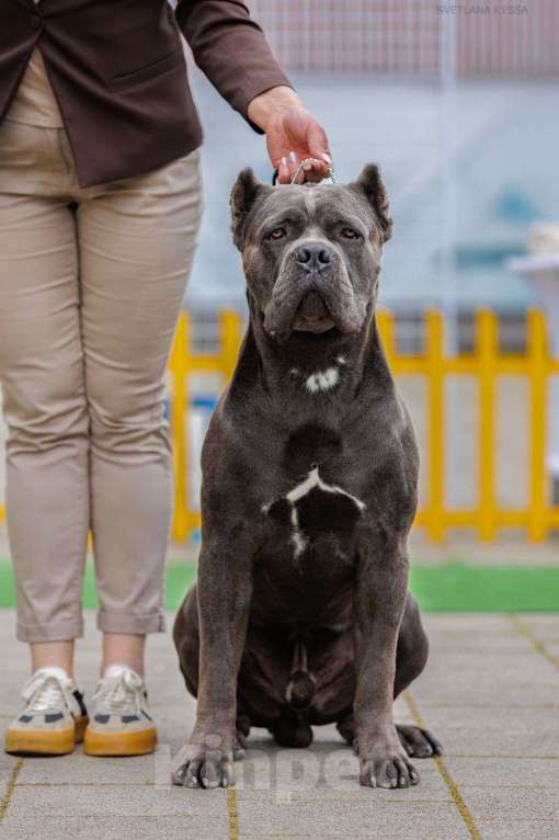Собаки в Краснодаре: Щенки Кане корсо Мальчик, 120 000 руб. - фото 2