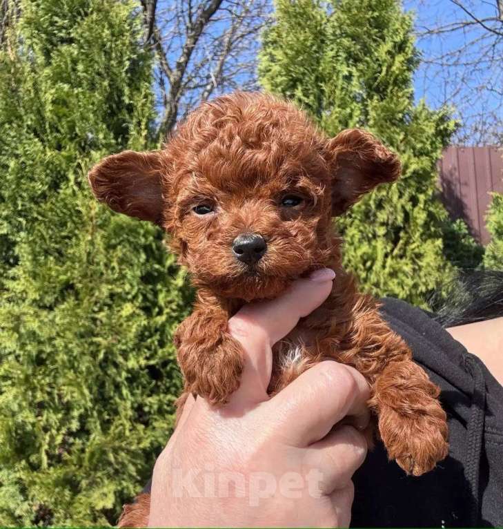 Собаки в Санкт-Петербурге: Той-пудель Тедди девочка Девочка, 150 000 руб. - фото 1