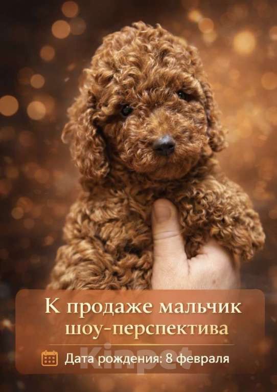 Собаки в Пушкино: Той пудель (щенок) шоу-перспектива Мальчик, 150 000 руб. - фото 1