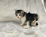 Кошки в Выксе: Великолепный мальчик курильский бобтейл  Мальчик, 10 000 руб. - фото 1