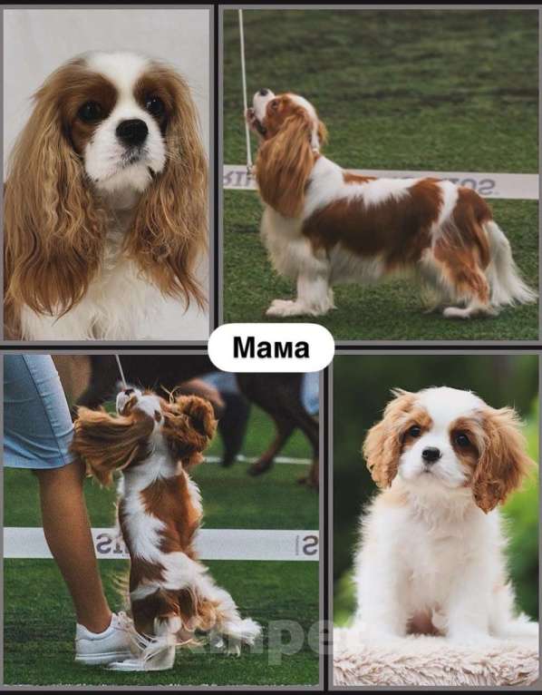 Собаки в Москве: Кавалер кинг-чарльз-спаниель, щенок Мальчик, 100 000 руб. - фото 8